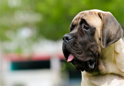 Brit large breed